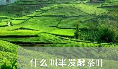 什么叫半发酵茶叶/2023032660703