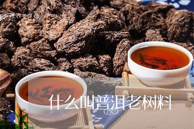 什么叫普洱老树料/2023032914149