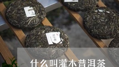 什么叫灌木普洱茶/2023040948603