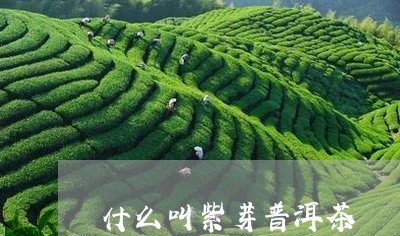 什么叫紫芽普洱茶/2023041206169