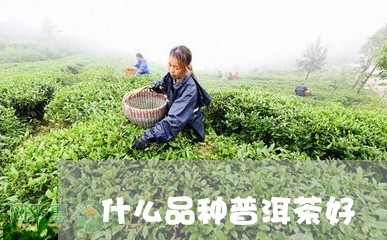 什么品种普洱茶好/2023041389381