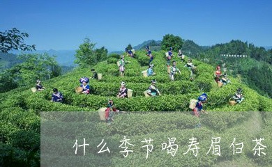 什么季节喝寿眉白茶好一点/2023040145061