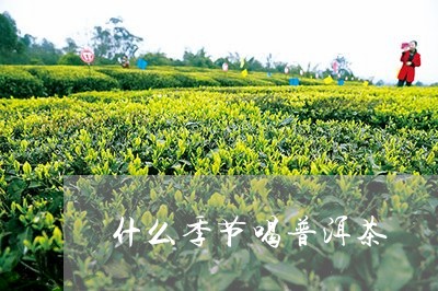 什么季节喝普洱茶/2023041332037