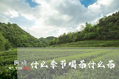 什么季节喝茶什么茶/2023032001816