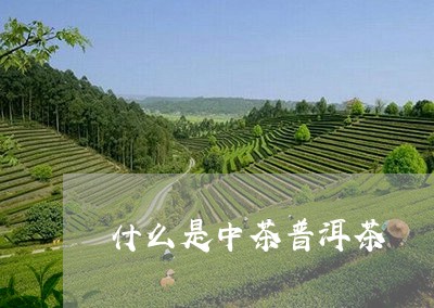 什么是中茶普洱茶/2023041151818