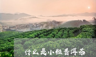 什么是小粒普洱茶/2023041040724