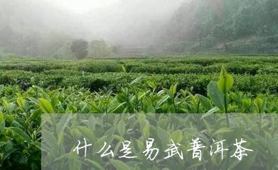 什么是易武普洱茶/2023031637593