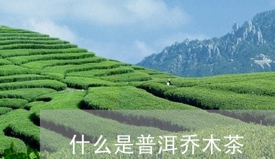 什么是普洱乔木茶/2023041385050