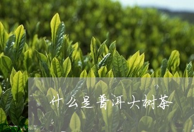 什么是普洱大树茶/2023032977250