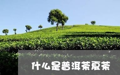 什么是普洱茶夏茶/2023041179261