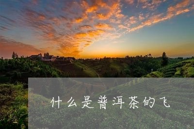 什么是普洱茶的飞/2023040151595