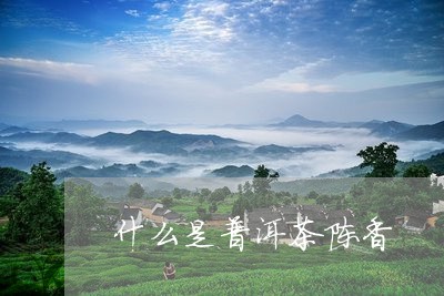 什么是普洱茶陈香/2023031679615