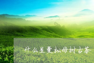 什么是曼松母树古茶/2023041509491