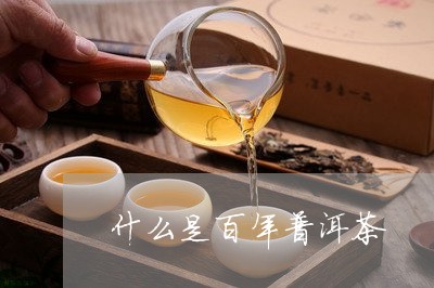 什么是百年普洱茶/2023033059379