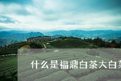 什么是福鼎白茶大白菜白茶/2023040115949