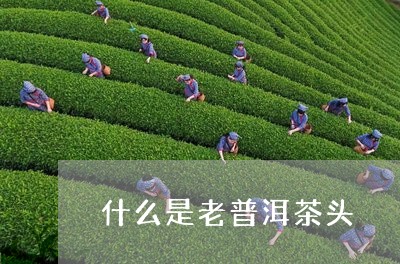 什么是老普洱茶头/2023031640707