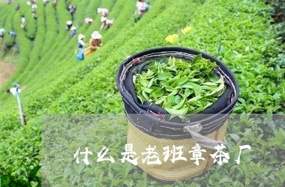 什么是老班章茶厂/2023032811581