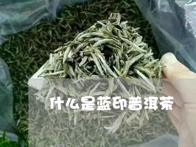 什么是蓝印普洱茶/2023041064927