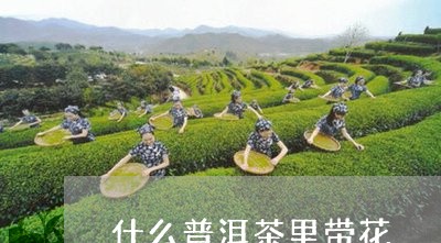 什么普洱茶里带花/2023031640484