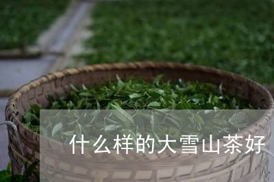 什么样的大雪山茶好/2023041438289