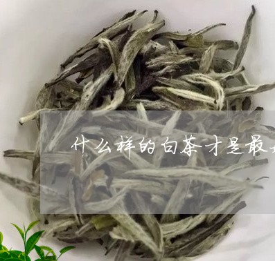 什么样的白茶才是最好的茶/2023040133714