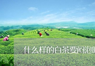 什么样的白茶要闷泡喝才好/2023040106260