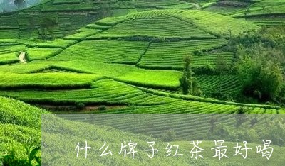 什么牌子红茶最好喝/2023041580614