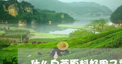 什么白茶原料好用又香好喝/2023033186160