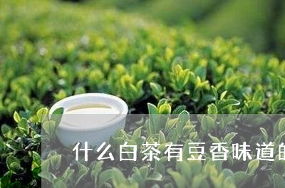 什么白茶有豆香味道的好喝/2023033104148