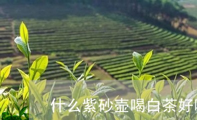 什么紫砂壶喝白茶好喝一点/2023033106260