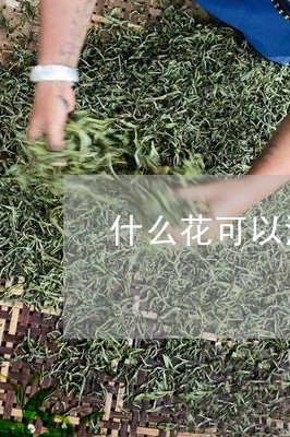 什么花可以泡茶喝/2023032416362