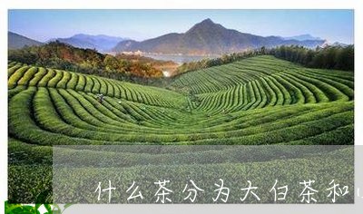 什么茶分为大白茶和小白茶/2023033106159