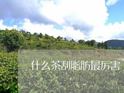 什么茶刮脂肪最厉害/2023041590595