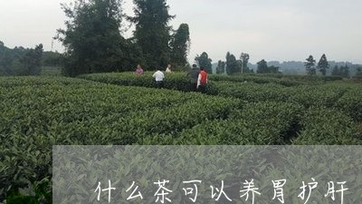 什么茶可以养胃护肝/2023041590392