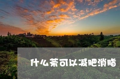 什么茶可以减肥消脂/2023032066148