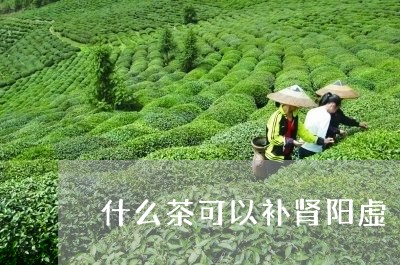 什么茶可以补肾阳虚/2023041554939