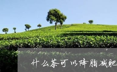 什么茶可以降脂减肥/2023041525948