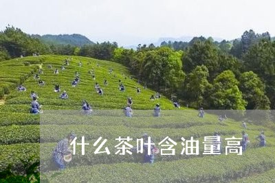 什么茶叶含油量高/2023032769402