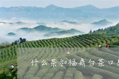 什么茶和福鼎白茶口感一样/2023033197573