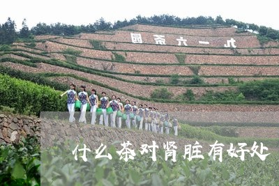 什么茶对肾脏有好处/2023041622837