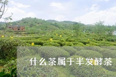 什么茶属于半发酵茶/2023031957381