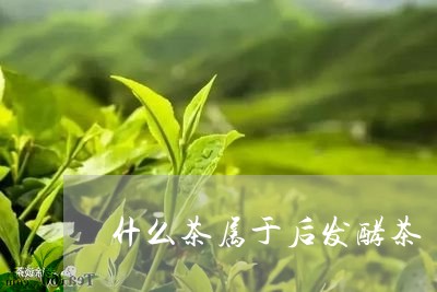 什么茶属于后发酵茶/2023041513948