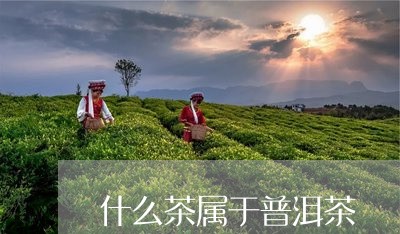 什么茶属于普洱茶/2023041393937