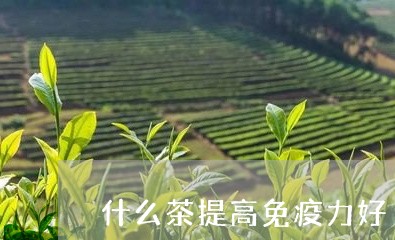 什么茶提高免疫力好/2023041525040