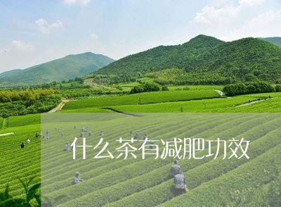 什么茶有减肥功效/2023032261514