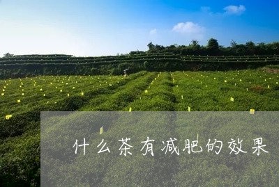 什么茶有减肥的效果/2023032094918