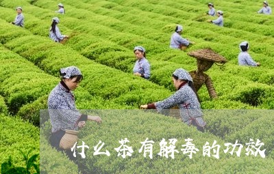 什么茶有解毒的功效/2023041515269