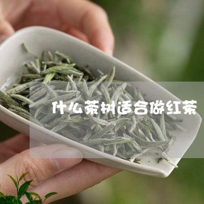 什么茶树适合做红茶/2023041665058