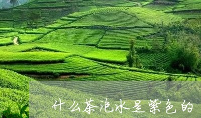 什么茶泡水是紫色的/2023031957260