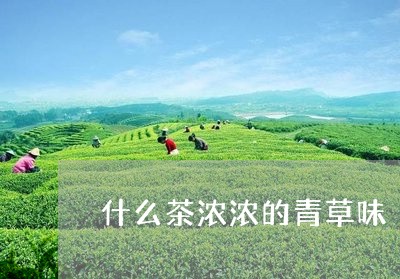 什么茶浓浓的青草味/2023031926146